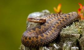 Nhát cắn tử thần của loài rắn kịch độc