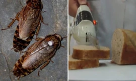 Bánh mì giàu protein làm từ bột gián