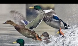 Nuôi vịt biết bay ở Sơn La kiếm hơn 300 triệu đồng mỗi lứa