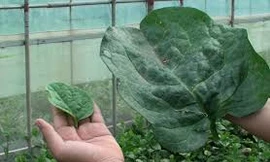 Trồng rau mồng tơi lá khổng lồ thu chục triệu mỗi tháng