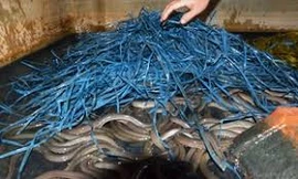 Cột chùm dây nylon nuôi lươn, lãi 150 triệu đồng mỗi năm