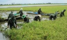 Nông dân Đồng Tháp Mười đắp đê, bơm nước cứu lúa