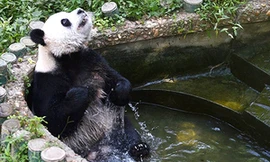 Chú gấu trúc siêng năng tắm rửa nhất thế giới