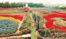 Thung lũng hoa rộng 70 ha ở Hà Nội