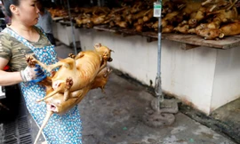 Man rợ lễ hội tàn sát 10.000 con chó mỗi năm ở Trung Quốc