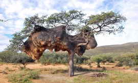 Chiếc tổ nặng hơn một tấn của chim thợ dệt