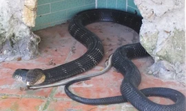 Rụng rời khi bắt rắn hổ mang chúa, to bằng bắp tay người lớn ở Yên Bái