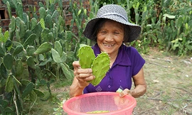 Dân Quảng Ngãi trồng xương rồng tai thỏ làm món ăn
