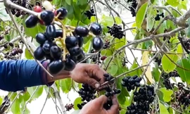 Trèo thang hái trâm rừng kiếm tiền triệu mỗi ngày