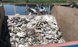 Gần một tấn cá chết trắng hồ ở Đà Nẵng