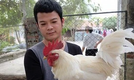 Độc đáo gà 9 cựa đột biến trắng muốt