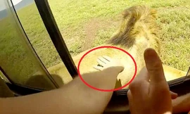 Vuốt lưng sư tử, du khách suýt bị cắn đứt tay