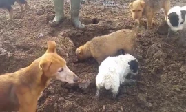 Biệt đội săn chuột đồng