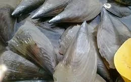 Cách làm cồi mai xào sả ớt đặc sản Cửa Lò