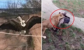 Sà xuống chuồng sư tử, kền kền bị xé xác chết thảm