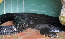 Rắn hổ mang chúa cắn chết người ở Nghệ An