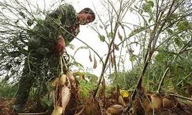 Hàng nghìn tấn củ cải của nông dân Hà Nội phải vứt bỏ