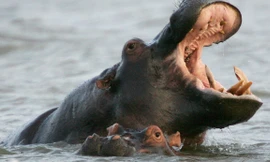 Hà mã điên cuồng cắn tay, suýt nuốt chửng người đàn ông