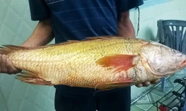 Bắt được cá nghi sủ vàng nặng 9 kg gần cảng Cái Mép