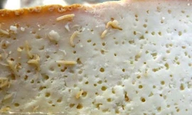 Phomat giòi - đặc sản cấm của Italy