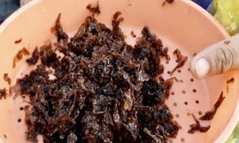 Rét căm căm, dân vẫn đội sóng hái rau đặc sản chỉ mọc vào mùa đông