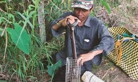 Nông dân miền Tây lội vào bụi rậm bẫy rắn hổ hành