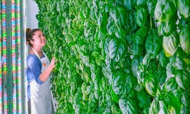 Trang trại thẳng đứng trồng quanh năm suốt tháng