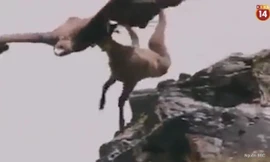 Cú săn ngoạn mục: Đại bàng săn dê núi