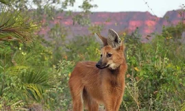 Loài động vật cao nhất trong họ chó