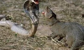 Mò vào hang săn con non, rắn hổ mang bị cầy mangut xé xác