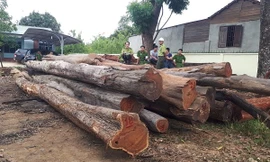 Vụ bắt gỗ lậu tại Đắk Lắk: Tiết lộ 'sốc' từ Cục Kiểm lâm