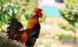 Con gà trống có điệu gáy độc lạ đảm bảo chưa ai từng nghe