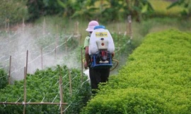 Xét nghiệm nhiễm thuốc trừ sâu trong máu: Chuyên gia lên tiếng