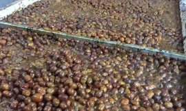 Hãi hùng quy trình chế biến mứt Tết trộn lẫn bụi bẩn, ruồi nhặng