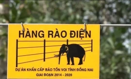 Hàng rào điện ngăn voi rừng đầu tiên của Việt Nam