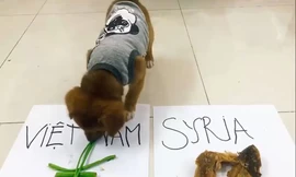Xem chó 'tiên tri' kết quả Olympic Việt Nam vs Olympic Syria