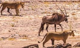 Sư tử rủ nhau đi săn: Hai đánh một mà vẫn 'vừa chột vừa què'