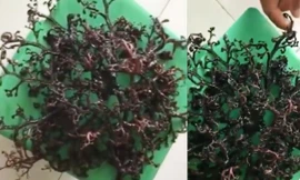 Báo Nga đăng video 'quái vật biển' dạt bờ ở Việt Nam