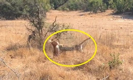 Báo hoa mai tóm gọn linh dương trong chớp mắt