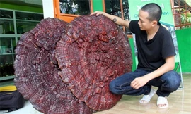 Phát hiện nấm linh chi khủng to bằng ô che mưa