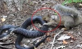 Sóc mẹ liều mạng tử chiến với rắn chuột để bảo vệ tổ