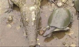 Háu đói, rùa lao thật nhanh để cướp thức ăn từ miệng cá sấu