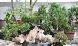 Cây cảnh tí hon giá ngàn USD khiến dân chơi bonsai 'phát sốt'