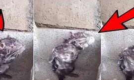 Chuột biết kỳ cọ tắm rửa như người khiến cả thế giới sửng sốt