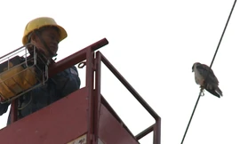 Giải cứu chim quý hiếm mắc kẹt dây điện nhiều ngày ở Sài Gòn