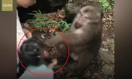 Bị trêu chọc, khỉ 'giận cá chém thớt', đấm thẳng vào bé gái