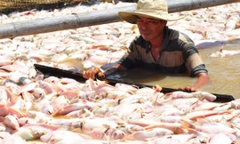 80 hộ dân trắng tay khi 1.500 tấn cá chết trên sông La Ngà