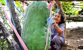 Bí đao khổng lồ có thể 'đè chết người' tại đất võ Bình Định