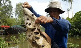 Người dân miền Tây dùng bao xi măng bắt ốc