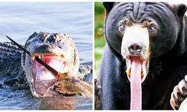 Những loài 'quái thú' có cách giết con mồi kinh hoàng nhất